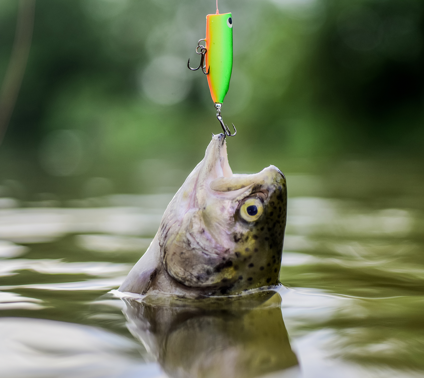 good catch stock